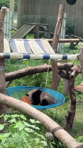 Panda cub sleeps in hammock at Jiulongpo zoo