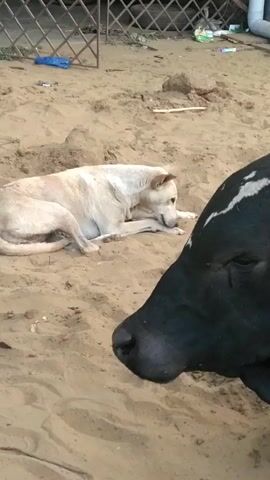 The video shows a close-up shot of a black cow with a white stripe on its head in a sandy area. Behind the cow, a light-colored dog is lying down, facing away from the camera. The dog is panting and looking alert. The ground is sandy and there are some pieces of trash scattered around. A metal fence is visible in the background. The overall impression is of a natural, outdoor setting where the cow and dog are coexisting.
