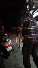Evening scenes captured across Dharamshala: donkey, musicians, spider