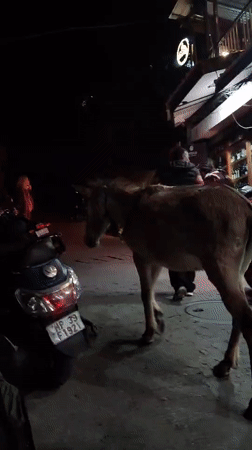 Evening scenes captured across Dharamshala: donkey, musicians, spider