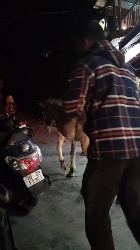 Evening scenes captured across Dharamshala: donkey, musicians, spider