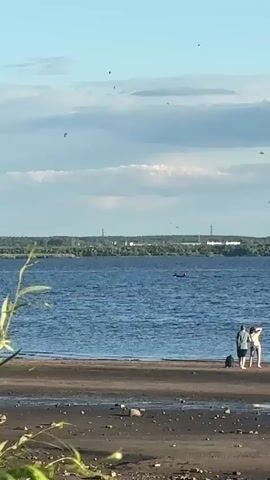 This is a vertical, wide-shot video clip taken outdoors on a sunny day. The scene depicts a calm blue body of water, likely a river, with a distant tree-lined shore. The sky is a bright blue with scattered white clouds. 

In the foreground, there is a sandy and rocky shoreline. Two people, appearing to be a couple, are standing near the water's edge. A black dog is with them, and the dog appears to be running towards the water. One person is wearing a blue shirt and shorts, the other is wearing a yellow top and pink shorts. The interaction seems casual and relaxed, suggesting a leisurely outing.

Further out on the water, a small boat is visible. In the distance, there are hints of infrastructure with tall towers, possibly power lines, and buildings along the shoreline. The overall atmosphere is peaceful and suggests a summer day. No text is visible in the video.