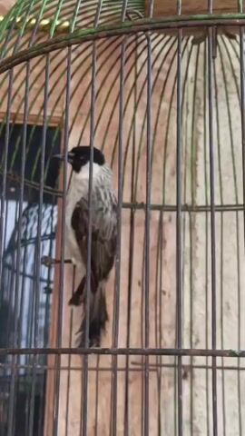 A bird is in a cage. The cage is made of metal bars and has a green painted top. The bird is mostly brown with some white and black markings. It is perched on a wooden dowel inside the cage. The background is blurred but appears to be an outdoor setting with a wooden wall and possibly a window. The video is short, lasting only a few seconds, and the bird moves slightly.