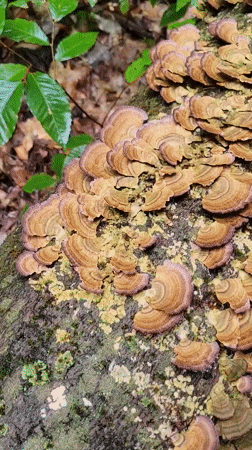 Forest fungi spotted on trees in the Laurentians
