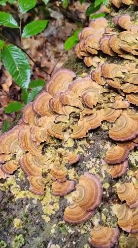 Forest fungi spotted on trees in the Laurentians
