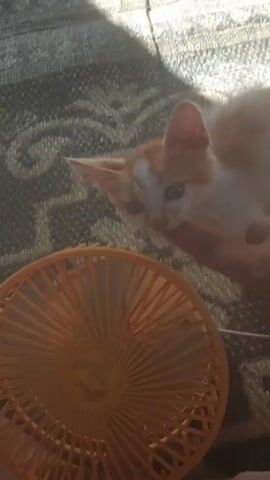 A person's finger is seen interacting with a kitten. The kitten is white and orange and is near an orange fan. The interaction appears to be playful. The background is a patterned rug.