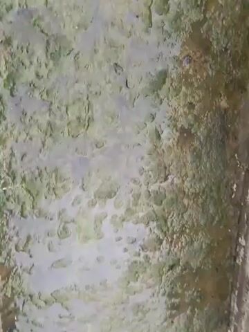 The video shows a close-up, downward-looking view of a dirty, stagnant channel or ditch. The water appears murky and is covered with a thick layer of green algae or slime. Debris, possibly leaves or trash, is scattered on the surface and along the sides of the channel. The channel walls are made of concrete or a similar material and appear worn and dirty. The overall impression is one of neglect and poor water quality.