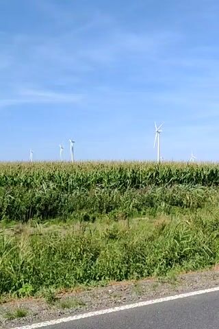 The video shows a wide, static shot of a rural landscape. A cornfield dominates the middle ground, with tall green stalks reaching towards the sky. In the distance, several white wind turbines are visible, their blades slowly turning against a clear blue sky with a few wispy clouds. The foreground consists of a strip of green grass and vegetation, with a dark asphalt road running along the bottom edge of the frame. The lighting suggests it is daytime, likely sunny. There are no people or animals visible in the scene. The overall impression is one of open space and agricultural activity powered by renewable energy.