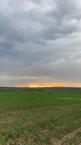 The video depicts a wide, green field with rows of young plants under a cloudy sky. In the distance, the sun is setting, creating an orange glow on the horizon. A single figure walks through the field towards the setting sun.