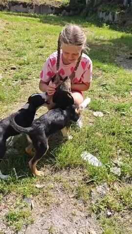 A blonde girl wearing a pink shirt with hearts is kneeling on the grass, surrounded by three puppies. Two dark-colored puppies are playfully jumping on her, one to her left and another in front of her. A lighter-colored puppy is partially visible behind the dark puppy in front of her. The girl is smiling and appears to be enjoying the puppies' attention. In the background, there's a white building with a distinctive dark dome-shaped roof and palm trees, suggesting a warm climate. The ground is covered in green grass with some patches of dirt and sparse vegetation.