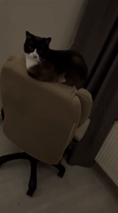 Evening domestic scenes with cat and residents recorded in Noviy