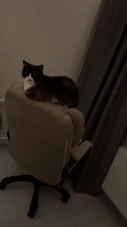Evening domestic scenes with cat and residents recorded in Noviy