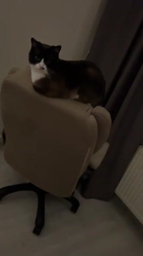 Evening domestic scenes with cat and residents recorded in Noviy