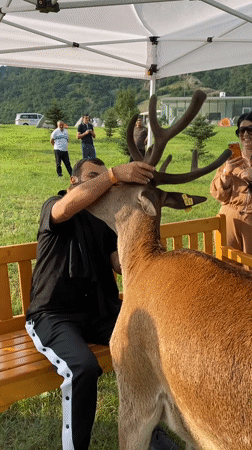 Deer encounters and a live music gathering in Chkalov, Armenia