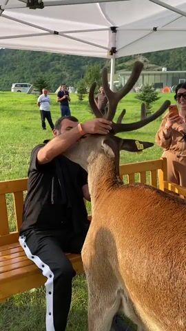 A man sits on a wooden bench under a white canopy, petting a deer. The deer is standing next to him and leaning its head towards the man, who is stroking its neck and face. The man is wearing a black shirt and black pants with white stripes. The deer has large antlers and a yellow tag on its ear. In the background, there are other people, tents, and a hilly, grassy landscape with trees and buildings. A woman in a tan jumpsuit is visible on the right side of the frame, holding a phone and appearing to take a photo or video of the interaction. Another man stands further back in the background, looking towards the man and the deer. The sun appears to be shining, casting shadows.