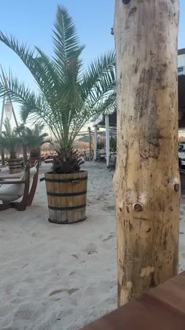 The video shows a tranquil beach scene with lounge chairs and umbrellas set up on the sand. The sun is low in the sky, casting a warm glow over the area. A palm tree in a wooden barrel stands in the foreground, adding to the tropical ambiance. The sound of gentle waves can be heard in the background, creating a peaceful and relaxing atmosphere. The video appears to be taken during the late afternoon or early evening, as the sky is a soft blue with a hint of orange. The beach is mostly empty, suggesting a quiet and secluded experience.