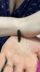 Person handles leech, works puzzle in Rusalevka home