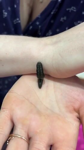 Person handles leech, works puzzle in Rusalevka home