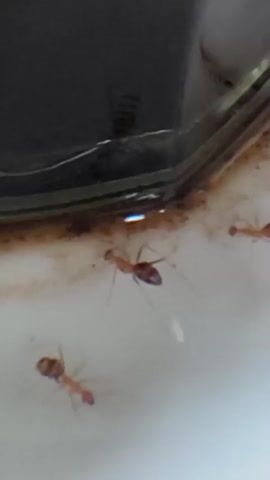 A video clip displays a close-up view of ants on a white surface near a dark, possibly greasy, edge. There are at least three ants visible in the frame. One ant is in focus in the upper center, appearing to be light brown or reddish-brown with long legs and antennae. Another ant is visible in the lower left, slightly out of focus, with a similar coloration. A third ant is in the upper right, also somewhat out of focus. The ants appear to be moving. The lighting suggests an indoor environment.