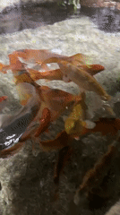 Visitor documents marine life at Sochi aquarium facility