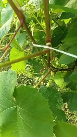 This video shows a close-up view of a grape vine with developing clusters of small, green flower buds. The focus is on the vine's stems and leaves. A thin white tie is visible around one of the stems, likely used for training or support. The leaves are a vibrant green, and the overall impression is of a healthy, growing plant. The background is slightly blurred, suggesting a natural outdoor setting with other vegetation.