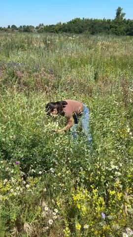 A person is bent over in a field of tall green grass and wildflowers, appearing to be picking something. The person is wearing a brown shirt and blue jeans. The field is sunny, and there are trees and a blue sky in the background.