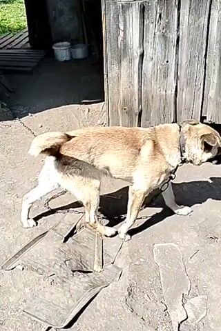 A medium-sized dog with light brown fur and a black collar stands on a dirt and concrete surface next to a weathered wooden fence. The dog is attached to a chain that extends to the left. The dog is looking down and sniffing the ground. Sunlight casts shadows on the ground.