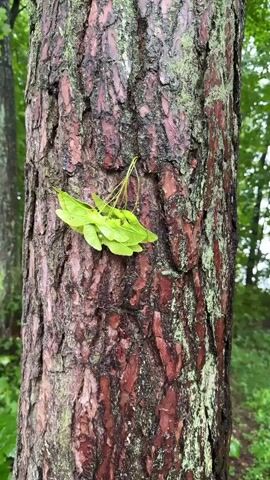 The video shows a close-up of tree bark with a cluster of green seeds attached to it. The seeds appear to be maple seeds, also known as samaras, which have a wing-like structure that allows them to spin and glide through the air. The bark is rough and textured, with patches of green moss growing on it. The background is blurred, but it appears to be a forest setting with trees and foliage. The lighting is natural, suggesting it is daytime. There are no people or other objects visible in the frame besides the tree and the seeds. The video is short, with no discernible action or movement other than slight camera movement.