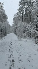 Early morning snow walk documented in Mirny forest