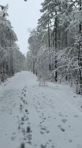 Early morning snow walk documented in Mirny forest