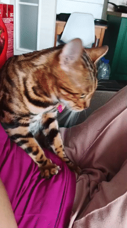 Bengal cat at home, Saint Petersburg residential area nearby