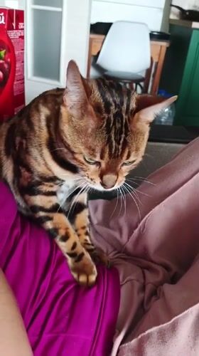 Bengal cat at home, Saint Petersburg residential area nearby