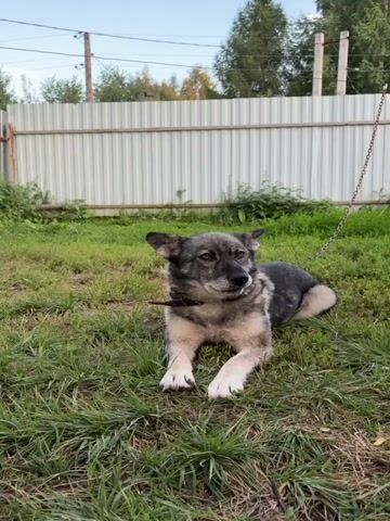 A dog is lying on the grass with a chain attached to its collar. The dog looks at the camera and then moves closer, its face filling the screen.