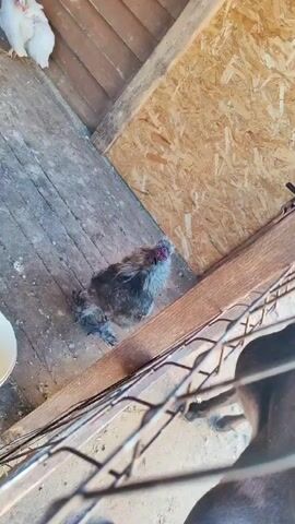 A chicken is in a coop, sitting on a wooden floor with some other chickens in the background. The chicken appears to be black, brown, and white, with red on its head. The coop is made of wood and has a wire fence in the foreground. The chicken is looking up and moving its head. The video is shaky and taken from a high angle.