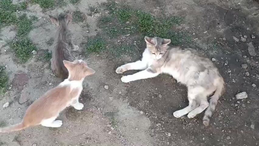 Three cats are on the ground. One adult cat is lying down on its side facing the camera. Two kittens are near the adult cat. One kitten is sitting down and the other kitten is standing.