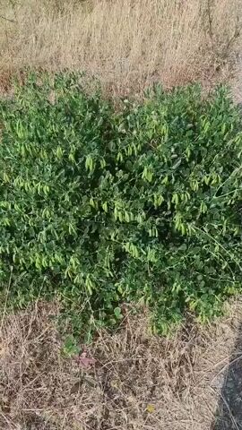 The video shows a close-up view of a green bush with pods. The bush is surrounded by dry grass and dirt. The camera pans to the right, revealing a dirt path with more green vegetation and some yellow wildflowers on the right side. The video continues to pan to the right, showing a dense green bush with small yellow flowers and dry brown undergrowth. The camera then zooms in on this bush, showing more detail of the plant's leaves and flowers.