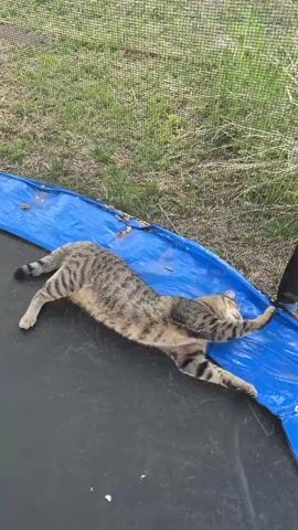 A tabby cat is lying stretched out on a trampoline. The cat is mostly gray with black stripes, and has a black-tipped tail. It is lying on its stomach with its paws extended. A blue tarp is partially laid over the trampoline surface. The trampoline is surrounded by a safety net. Beyond the net, there is grass and a few small trees.