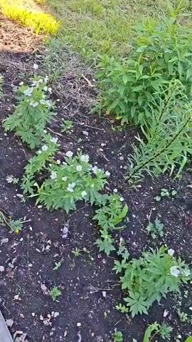 A high-angle shot shows a patch of dark soil with several small plants featuring white flowers. The plants are clustered together and have green leaves. In the background, there is a larger, bushier green plant. The ground is uneven with some small pebbles. Sunlight illuminates the scene from the left.