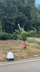 Farmers tend flooded rice paddies in rural Sri Lanka