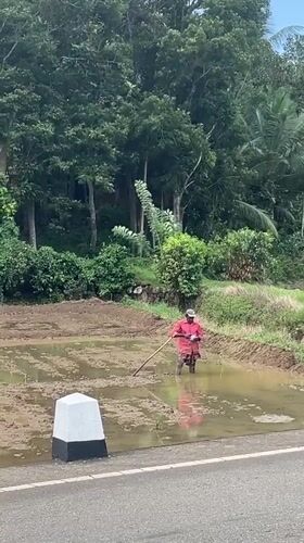 Farmers tend flooded rice paddies in rural Sri Lanka