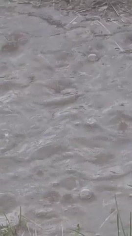 A close-up, high-angle shot captures muddy water disturbed by falling raindrops. The water is murky gray and appears to have a slight current or ripple from the rainfall. Several small circular ripples are visible on the surface, indicating the impact of individual raindrops. The edges of the frame show blades of green grass and dry stalks, suggesting the scene is outdoors, possibly near a field or embankment. The lighting is overcast, typical of rainy weather. There are no people or other animals visible in the shot.