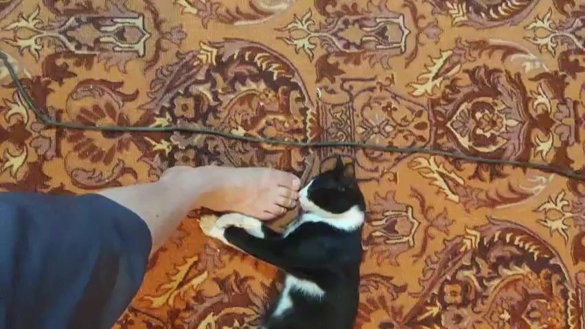 A person's bare foot, with toes and part of the sole visible, is resting on a patterned rug. A black and white cat lies on its side next to the foot, its paws touching the person's toes. A dark cable runs horizontally across the rug above the cat and foot. The rug has an intricate, repeating pattern in shades of orange, brown, and cream. The scene is filmed from a top-down perspective.