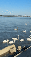Visitors gather at Zemun waterfront to watch swans on Danube