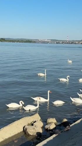 Visitors gather at Zemun waterfront to watch swans on Danube