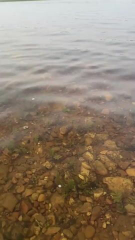 The video shows a shallow body of water with a rocky bottom. Small green plants are growing among the rocks. The water is clear enough to see the bottom. There are ripples on the surface of the water. The lighting is dim and appears to be either early morning or late evening. There are no people or animals visible in the video.