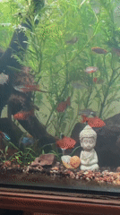 Planted freshwater aquarium with neon tetras and mixed small fish