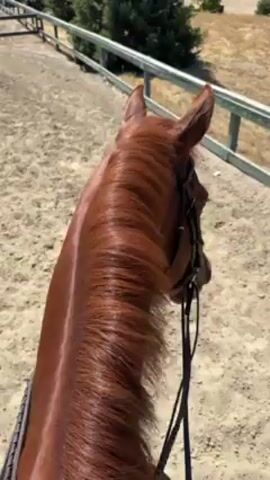 A first-person perspective video shows the back of a chestnut horse's neck and head as it is being ridden. The horse wears a bridle and reins. The horse is moving within an outdoor riding arena with a sand or dirt surface. A white fence runs along one side of the arena. A small green tree is visible outside the fence. The sky is bright, suggesting a sunny day.