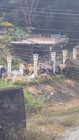 The video shows a hillside with several large horse statues arranged as if running. The statues are of various colors, including white, brown, and black. They are positioned on a tiered slope covered with greenery and decorative landscaping. In the background, there are trees, power lines, and some structures that appear to be buildings. The overall impression is a decorative display, possibly in a park or along a roadside.