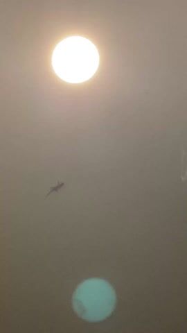 A dim, upward-facing shot shows a lizard on a pale-colored ceiling. A bright, white, circular light is visible near the top of the frame, and a similar, yet dimmer and greenish, circle is near the bottom. The lizard, appearing as a small silhouette, is between the two light sources.