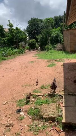 The video shows a dusty dirt path leading away from the viewer, with greenery and trees on either side. In the foreground, near a building with a yellow and red exterior, a hen and three chicks are walking on the path. The hen is dark brown and appears to be leading the chicks. The chicks are smaller and lighter brown. The environment appears to be rural or semi-rural, with a simple brick building in the background. The sky is cloudy.